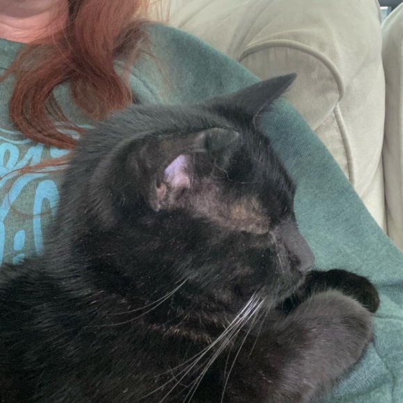 Peepers is LIVE! Like this to be notified when Peepers goes live!! - Picture 4 of 6